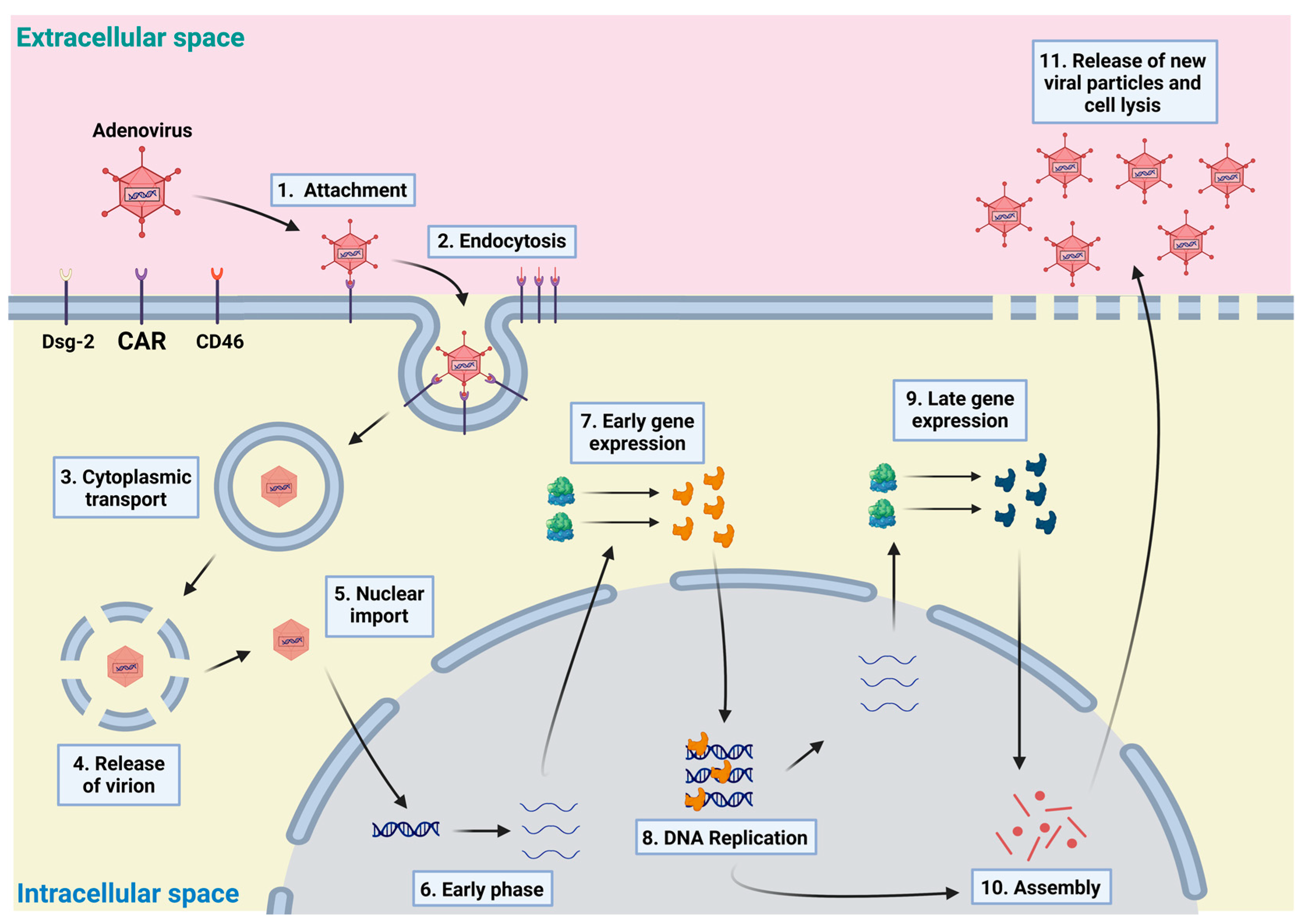 adenovirus vector gene expression